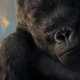 King Kong (2005). Image: screen grab